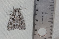 Acronicta marmorata by (c) Ken-ichi Ueda, some rights reserved (CC BY), uploaded by Ken-ichi Ueda. Used under a CC-BY license.