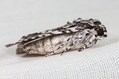 Acronicta marmorata by (c) Ken-ichi Ueda, some rights reserved (CC BY), uploaded by Ken-ichi Ueda. Used under a CC-BY license.