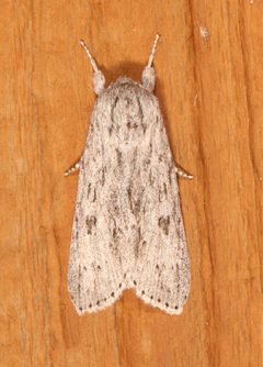 Acronicta oblinita by (c) Laura Gaudette, some rights reserved (CC BY), uploaded by Laura Gaudette. Used under a CC-BY license.