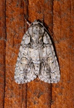 Acronicta ovata by (c) Laura Gaudette, some rights reserved (CC BY), uploaded by Laura Gaudette. Used under a CC-BY license.