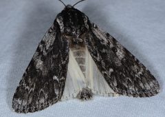 Acronicta perdita by (c) Don Loarie, some rights reserved (CC BY). Used under a CC-BY license.
