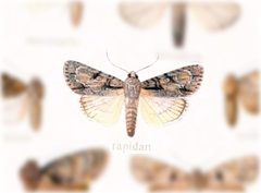 Acronicta rapidan by no rights reserved, uploaded by Andreas Manz. Used under a CC0 license.