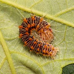 Acronicta retardata by (c) Adrienne van den Beemt, some rights reserved (CC BY), uploaded by Adrienne van den Beemt. Used under a CC-BY license.