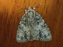 Acronicta retardata by (c) John P Friel, some rights reserved (CC BY), uploaded by John P Friel. Used under a CC-BY license.
