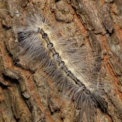 Acronicta rubricoma by (c) Justin Williams, some rights reserved (CC BY), uploaded by Justin Williams. Used under a CC-BY license.