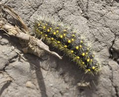 Acronicta spinea by (c) John Hibbard, some rights reserved (CC BY), uploaded by John Hibbard. Used under a CC-BY license.