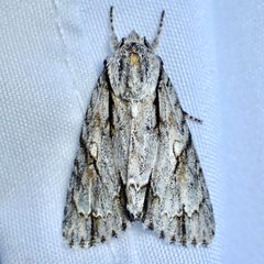 Acronicta thoracica by (c) Sue Carnahan, some rights reserved (CC BY), uploaded by Sue Carnahan. Used under a CC-BY license.