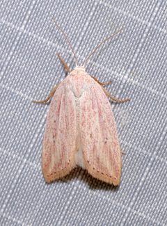 Amolita roseola by (c) Laura Gaudette, some rights reserved (CC BY), uploaded by Laura Gaudette. Used under a CC-BY license.