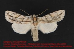 Andropolia olga by no rights reserved, uploaded by Andreas Manz. Used under a CC0 license.