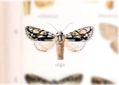 Andropolia olga by no rights reserved, uploaded by Andreas Manz. Used under a CC0 license.