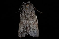 Andropolia theodori by (c) Jeremy deWaard. University of British Columbia., some rights reserved (CC BY). Used under a CC-BY license.