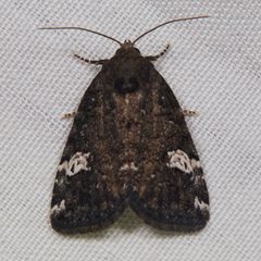 Anterastria by (c) Ken-ichi Ueda, some rights reserved (CC BY), uploaded by Ken-ichi Ueda. Used under a CC-BY license.