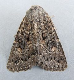 Aseptis fumeola by (c) jimeckert49, some rights reserved (CC BY). Used under a CC-BY license.