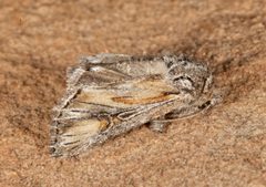 Aseptis susquesa by (c) Laura Gaudette, some rights reserved (CC BY), uploaded by Laura Gaudette. Used under a CC-BY license.