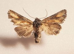 Aseptis susquesa by (c) Laura Gaudette, some rights reserved (CC BY), uploaded by Laura Gaudette. Used under a CC-BY license.
