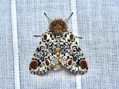 Harrisimemna trisignata by (c) Michelle W. （鍾偉瑋）, some rights reserved (CC BY), uploaded by Michelle W. （鍾偉瑋）. Used under a CC-BY license.