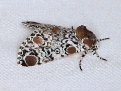 Harrisimemna trisignata by (c) Jake McCumber, some rights reserved (CC BY), uploaded by Jake McCumber. Used under a CC-BY license.