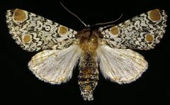 Harrisimemna trisignata by (c) Doug Macaulay, some rights reserved (CC BY), uploaded by Doug Macaulay. Used under a CC-BY license.