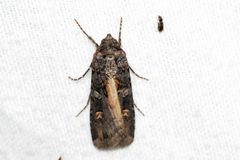 Actebia fennica by (c) Owen Strickland, some rights reserved (CC BY), uploaded by Owen Strickland. Used under a CC-BY license.