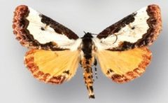 Eudryas brevipennis by (c) Crabo LG, Davis M, Hammond P, Mustelin T, Shepard J, some rights reserved (CC BY). Used under a CC-BY license.
