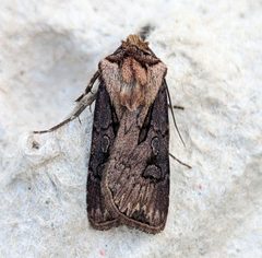 Agrotis antica by no rights reserved, uploaded by Ben Keen. Used under a CC0 license.