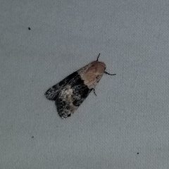 Aleptina semiatra by no rights reserved, uploaded by Kevin Keegan. Used under a CC0 license.