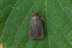 Amphipyra by (c) Nigel Voaden, some rights reserved (CC BY). Used under a CC-BY license.