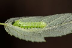 Amphipyra pyramidoides by (c) Bill Keim, some rights reserved (CC BY). Used under a CC-BY license.