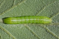 Amphipyra pyramidoides by (c) Bill Keim, some rights reserved (CC BY). Used under a CC-BY license.