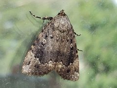 Amphipyra pyramidoides by (c) Tyler Bishop, some rights reserved (CC BY), uploaded by Tyler Bishop. Used under a CC-BY license.