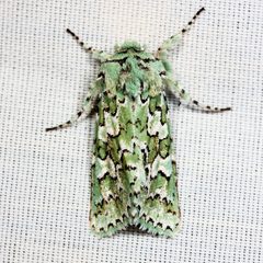 Feralia by (c) Ken-ichi Ueda, some rights reserved (CC BY). Used under a CC-BY license.