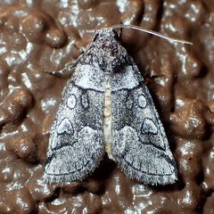 Oxycnemis advena by (c) Sue Carnahan, some rights reserved (CC BY), uploaded by Sue Carnahan. Used under a CC-BY license.