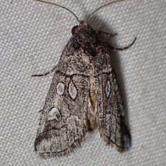 Oxycnemis advena by (c) Sue Carnahan, some rights reserved (CC BY), uploaded by Sue Carnahan. Used under a CC-BY license.