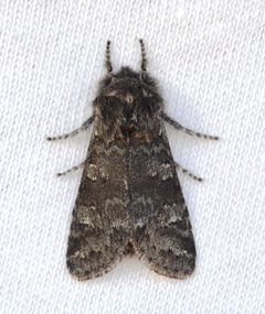 Psaphida rolandi by no rights reserved, uploaded by Chrissy McClarren and Andy Reago. Used under a CC0 license.