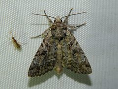 Anaplectoides pressus by (c) Louis Imbeau, some rights reserved (CC BY), uploaded by Louis Imbeau. Used under a CC-BY license.
