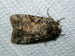 Anaplectoides pressus by (c) Louis Imbeau, some rights reserved (CC BY), uploaded by Louis Imbeau. Used under a CC-BY license.
