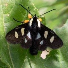 Androloma disparata by (c) Ken-ichi Ueda, some rights reserved (CC BY), uploaded by Ken-ichi Ueda. Used under a CC-BY license.