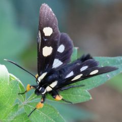 Androloma disparata by (c) Ken-ichi Ueda, some rights reserved (CC BY), uploaded by Ken-ichi Ueda. Used under a CC-BY license.
