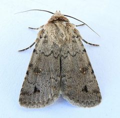 Anorthodes indigena by (c) jimeckert49, some rights reserved (CC BY). Used under a CC-BY license.