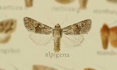 Apamea sordens by no rights reserved, uploaded by Andreas Manz. Used under a CC0 license.