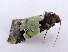 Bryolymnia marti by (c) jimeckert49, some rights reserved (CC BY). Used under a CC-BY license.