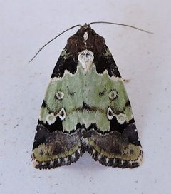 Bryolymnia marti by (c) jimeckert49, some rights reserved (CC BY). Used under a CC-BY license.