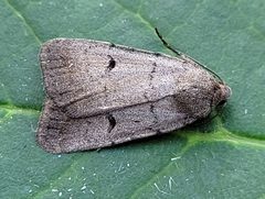 Caradrina meralis by (c) Doug Macaulay, some rights reserved (CC BY), uploaded by Doug Macaulay. Used under a CC-BY license.