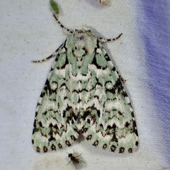 Chloronycta tybo by (c) Sue Carnahan, some rights reserved (CC BY), uploaded by Sue Carnahan. Used under a CC-BY license.