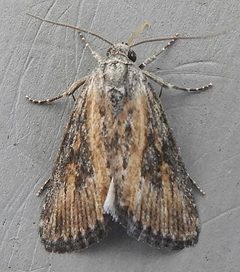 Condica egestis by (c) jimeckert49, some rights reserved (CC BY). Used under a CC-BY license.