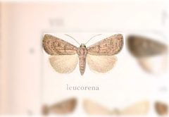 Condica leucorena by no rights reserved, uploaded by Andreas Manz. Used under a CC0 license.