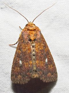 Condica mobilis by (c) David Dodd, some rights reserved (CC BY), uploaded by David Dodd. Used under a CC-BY license.