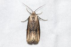 Crambodes talidiformis by (c) Owen Strickland, some rights reserved (CC BY), uploaded by Owen Strickland. Used under a CC-BY license.