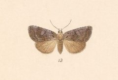 Diastema chuza by no rights reserved, uploaded by Andreas Manz. Used under a CC0 license.
