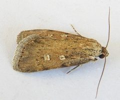 Fotella notalis by (c) jimeckert49, some rights reserved (CC BY). Used under a CC-BY license.